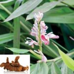 Alpinia Officinarum
