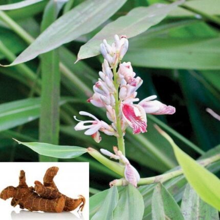 Alpinia Officinarum