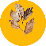 Dry leaves and roots