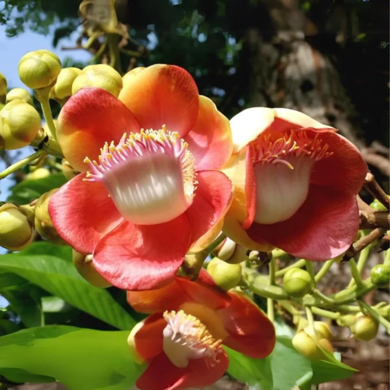 Kailashpati plant​