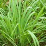 Lemon Grass Plant