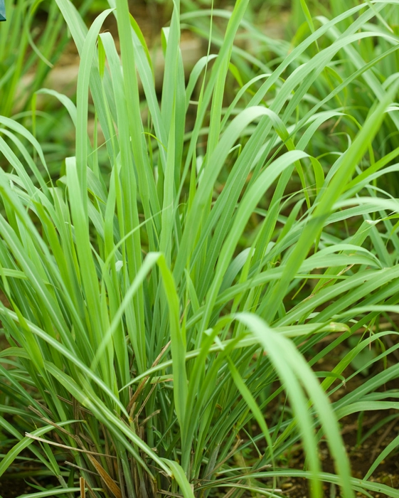 Lemon Grass Plant Lemon Grass Plant