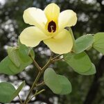 Bauhinia Tomentosa