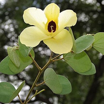 Bauhinia Tomentosa