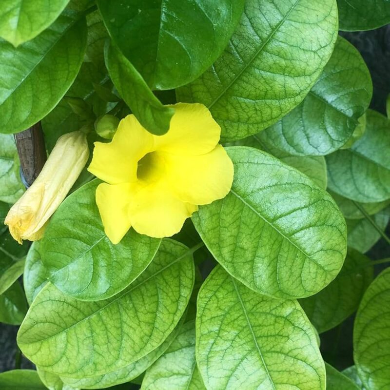 Allamanda cathartica​