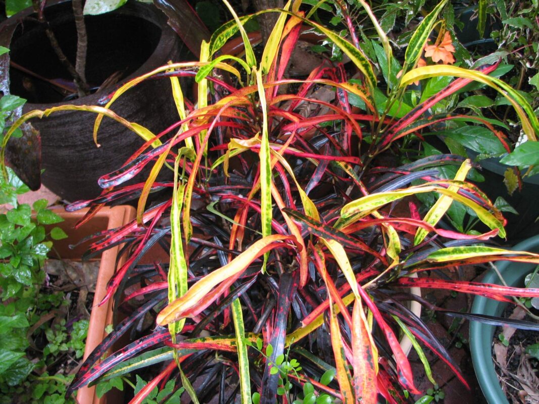 codiaeum variegatum