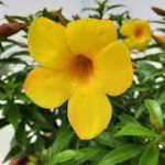 Allamanda plant