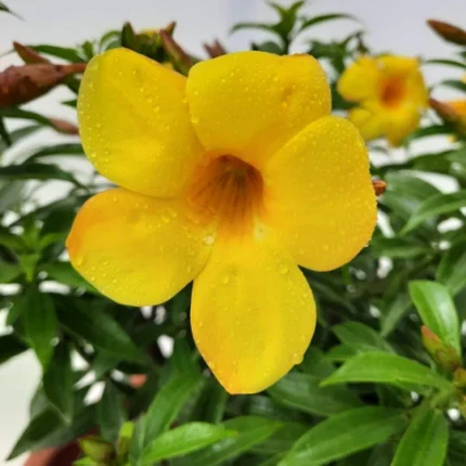 Allamanda plant