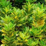 gold dust croton plant​