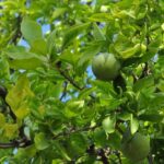aegle marmelos​