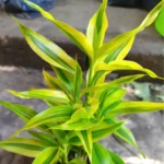 dracaena sanderiana​
