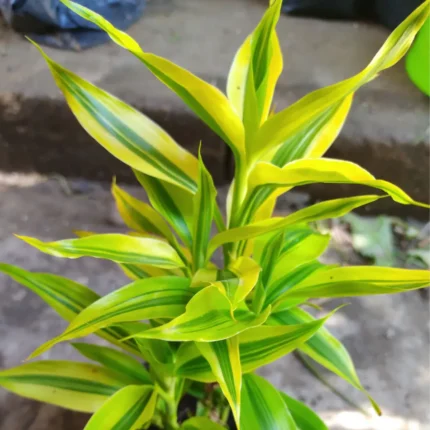 dracaena sanderiana​