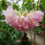 dombeya plant