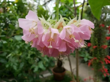dombeya plant