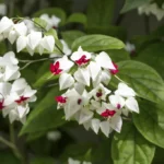 bleeding heart vine​