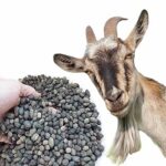 Goat manure