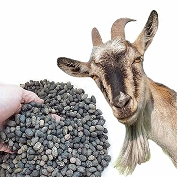 Goat manure
