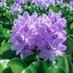 Eichhornia crassipes