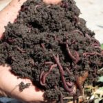 vermicompost