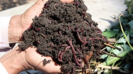 vermicompost