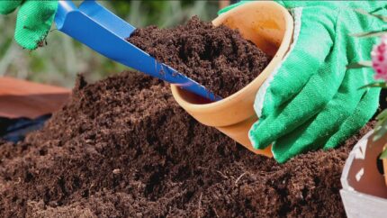 potting mix