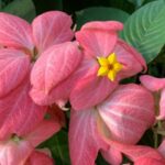 Mussaenda philippica