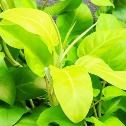 philodendron golden