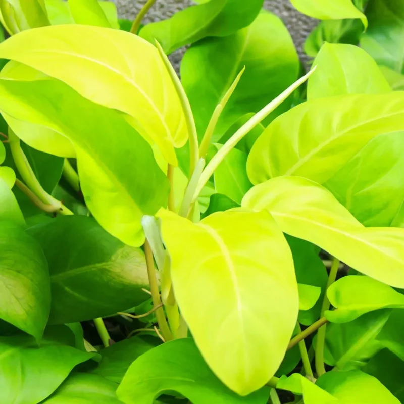 philodendron golden