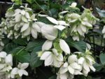 White Mussaenda plant