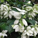White Mussaenda plant