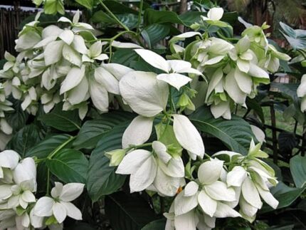 White Mussaenda plant