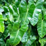 philodendron burle marx​