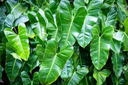 philodendron burle marx​