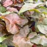 Syngonium podophyllum