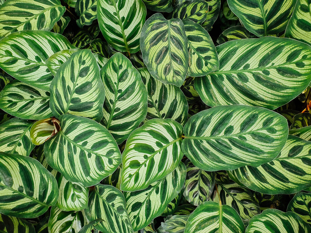 Calathea makoyana