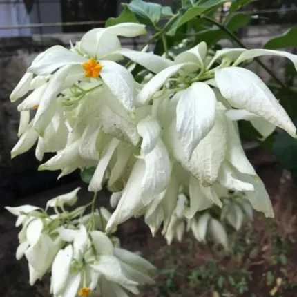 white mussaenda plant