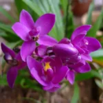 spathoglottis plicata