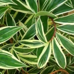 Chamaecostus cuspidatus