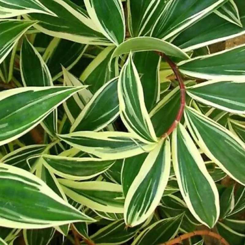 Chamaecostus cuspidatus