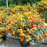 Lantana camara