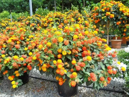 Lantana camara