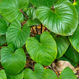 homalomena rubescens​