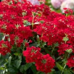 Very Beautiful Lantana camara Plant - Image 3