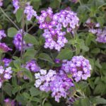 Very Beautiful Lantana camara Plant - Image 4