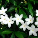 crape jasmine plant