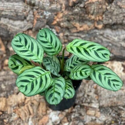 calathea plant