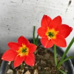 zephyranthes lily