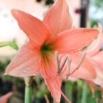 amaryllis flower