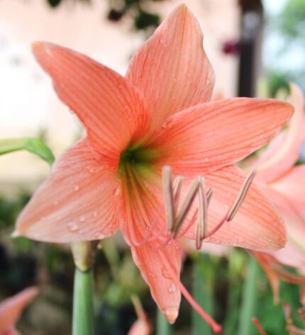 amaryllis flower