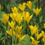 zephyranthes citrina​